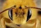 لسعات النحل والدبابير وتخفيف أثرها