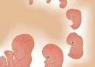 مراحل نمو الطفل في بطن أمه