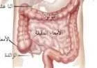 كم طول الأمعاء الدقيقة في جسم الإنسان