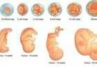 مراحل تطور الجنين في بطن الأم