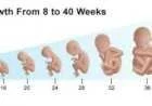 مراحل نمو الجنين شهرياً