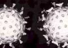 خصائص الفيروسات